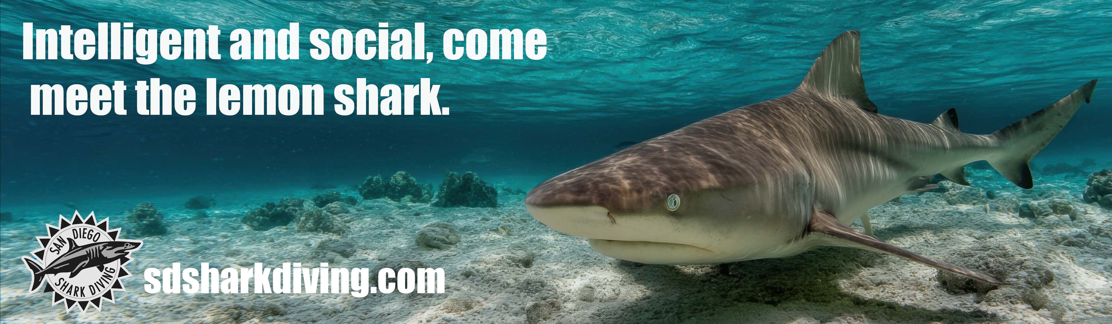 San Diego Shark Diving billboard — Intelligent and social, come meet the lemon shark