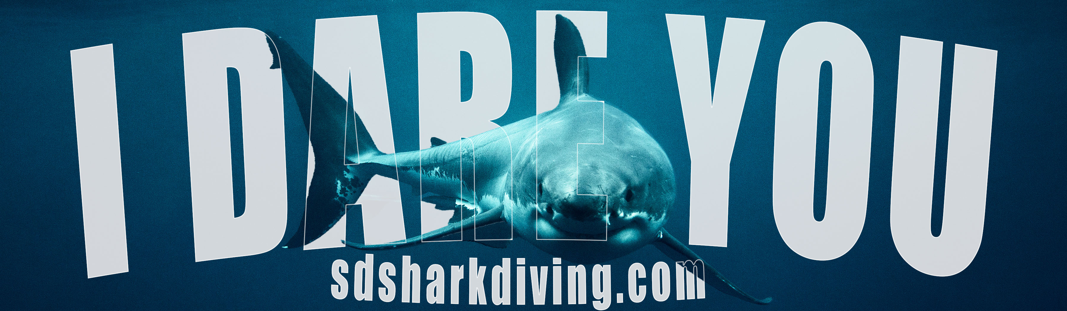 San Diego Shark Diving billboard — I Dare You